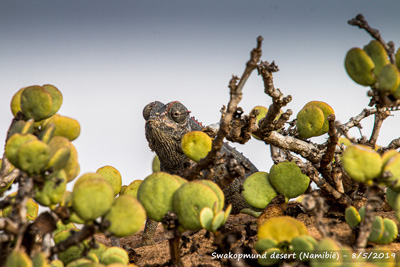 Namaqua kameleon