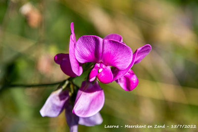 Brede lathyrus