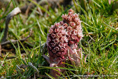 Groot hoefblad