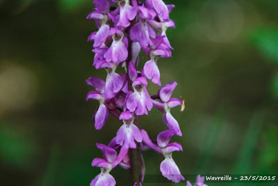 Mannetjesorchis