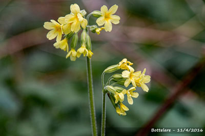 Slanke sleutelbloem