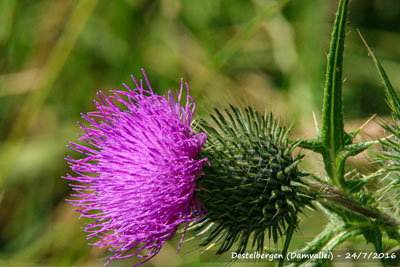 Speerdistel