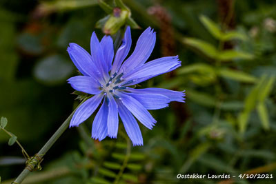 Wilde cichorei