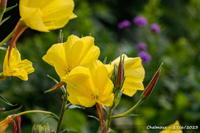 Grote teunisbloem