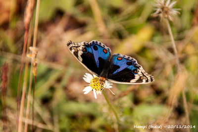 Blue pansy