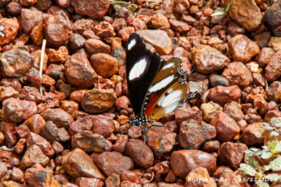 Common eggfly