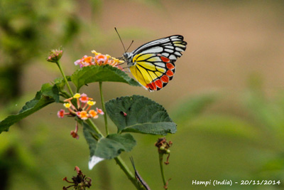 Common jezebel