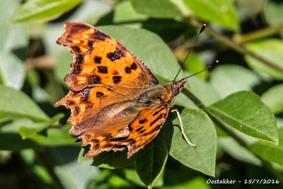 Gehakkelde aurelia