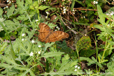 Chocolate pansy